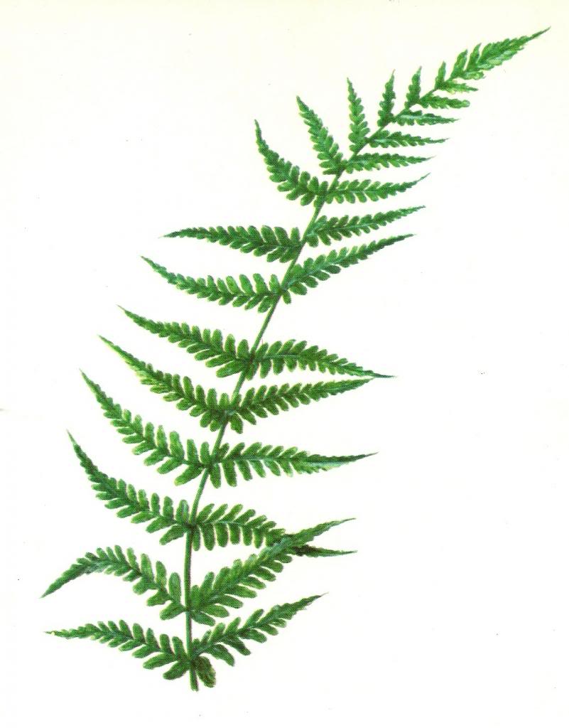 fern-drawings-clipart-10-free-cliparts-download-images-on-clipground-2022