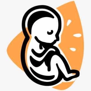 Fetus Vector Baby Womb.