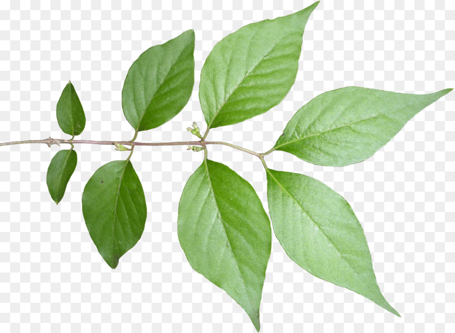Fig Tree clipart.
