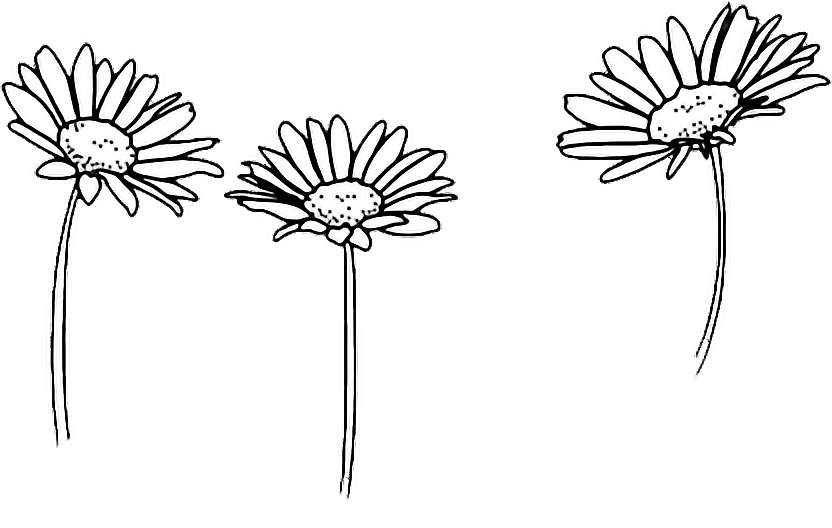 Clip art Drawing Flower Image Floral design.