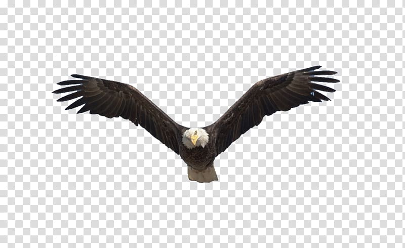 Barn eagle, Benton Lake National Wildlife Refuge Bald Eagle.