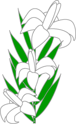 Borders Of Easter Lilies.