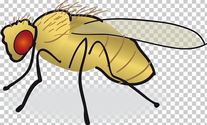 clipart fruit fly 10 free Cliparts | Download images on Clipground 2021