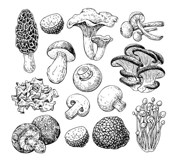 Best Fungus Illustrations, Royalty.