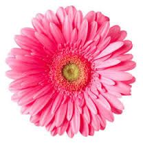 Image result for gerbera daisy clip art.