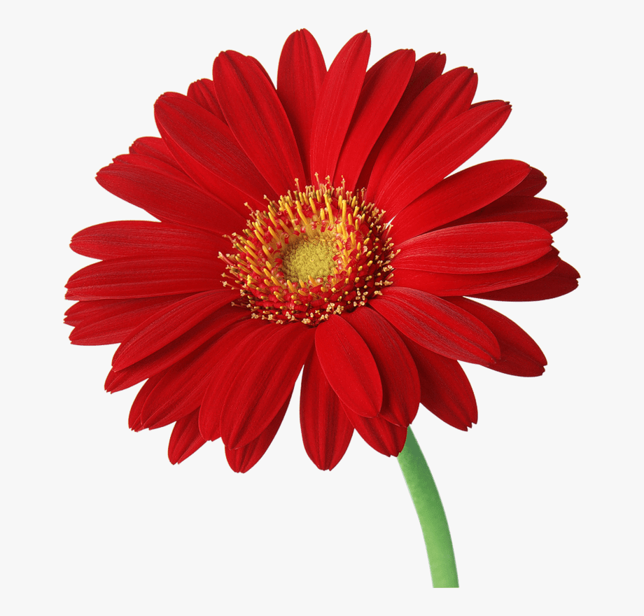 Gerbera Daisy