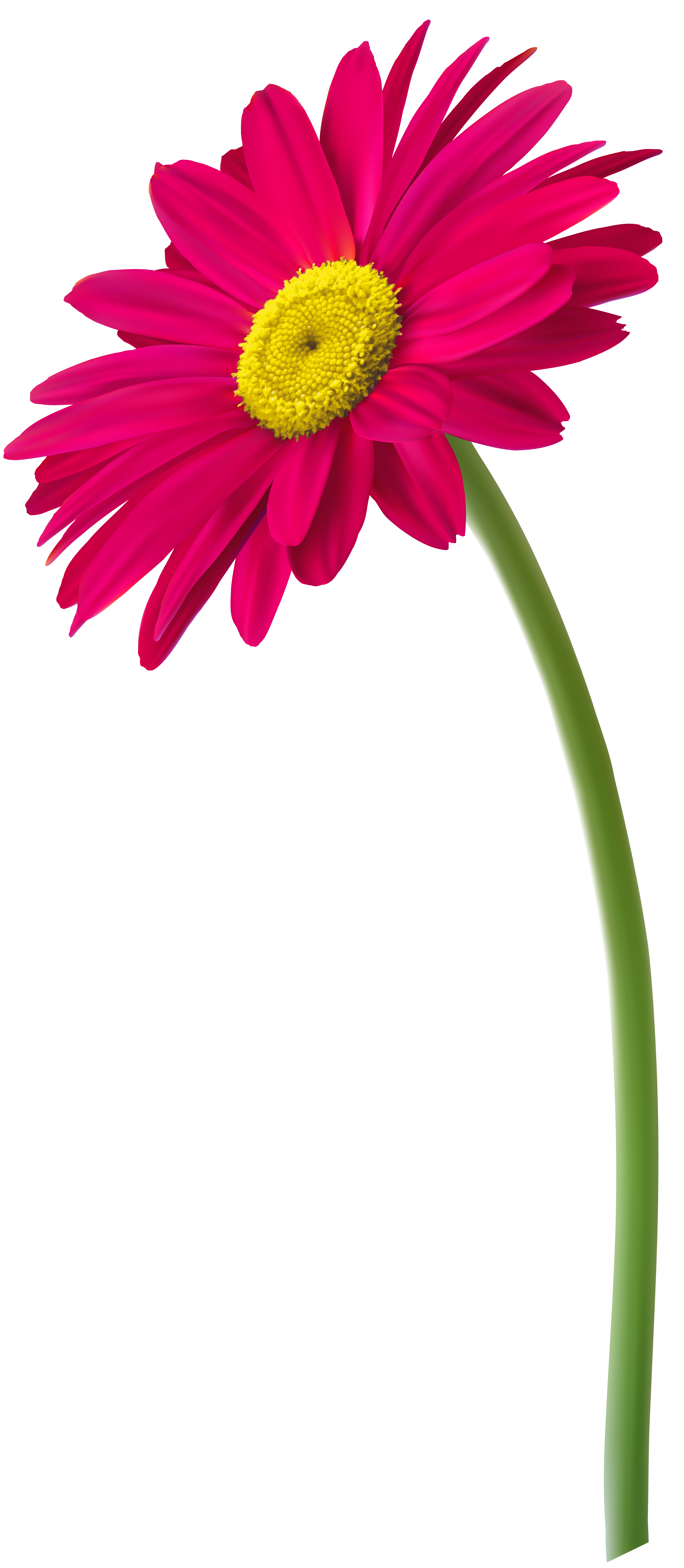 Pink Gerbera Flower PNG Clip Art Image.