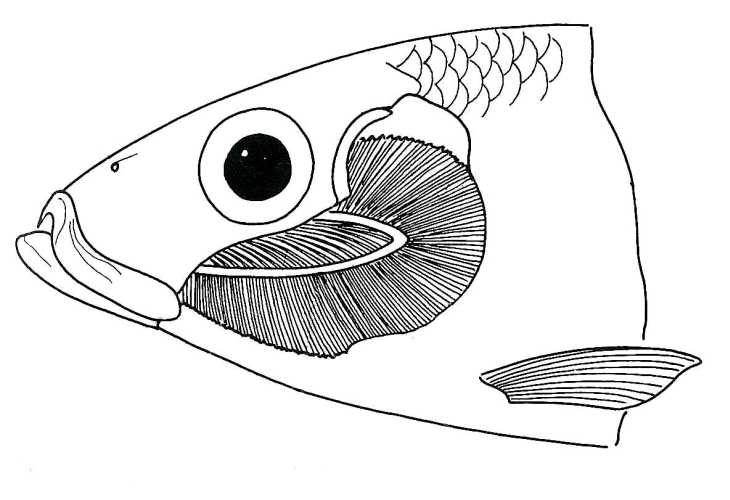 Gills Of Fish Clipart.