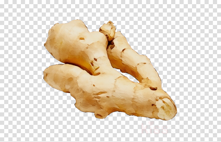 ginger food zingiber ingredient greater galangal clipart.