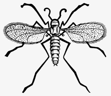 Free Gnat Clip Art with No Background.