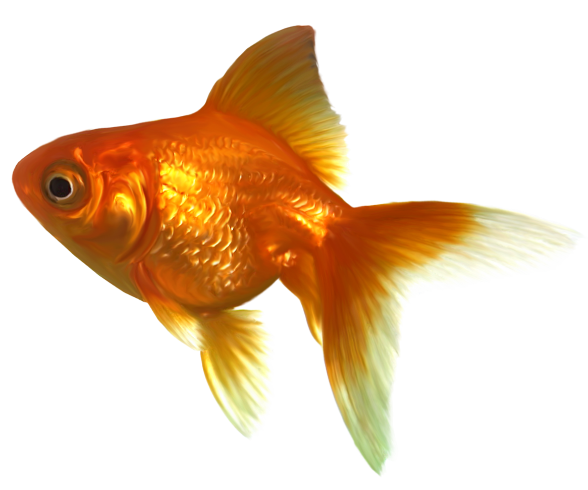 Realistic Goldfish PNG Clipart.