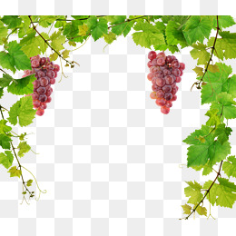 Fresh Vine, Vine Clipart, Grape, Vine PN #73099.