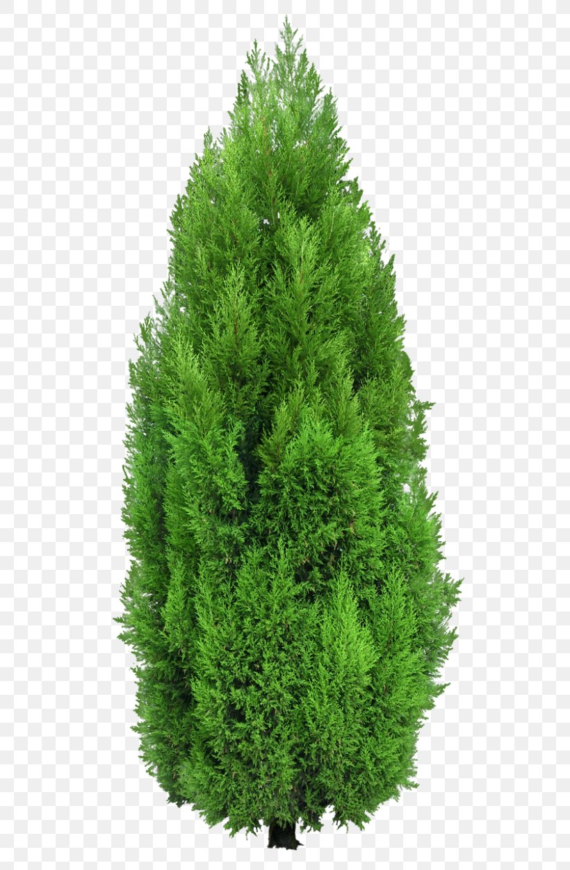 Tree Mediterranean Cypress Hedge Clip Art, PNG, 550x1252px.