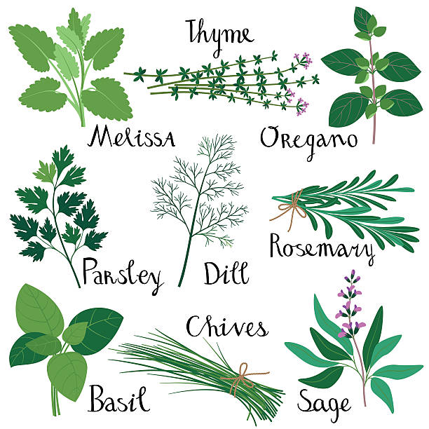 Clipart Herbs 20 Free Cliparts Download Images On Clipground 2023