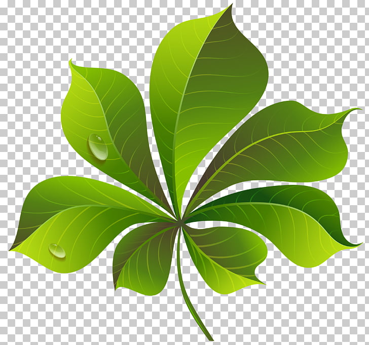 Ilustración de 7 hojas verde, hoja verde, hoja verde caída.
