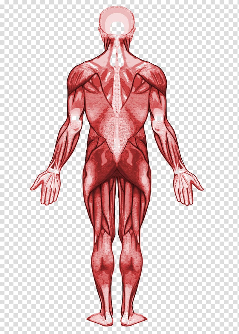 Muscle Human anatomy Muscular system Human body, human body.