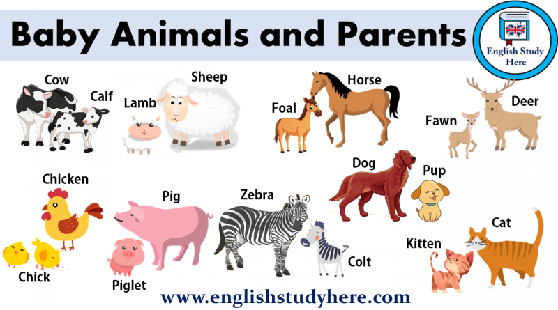 clipart images of animals and their young ones 20 free Cliparts