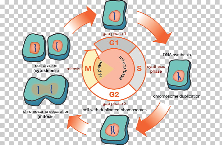 clipart interphase 10 free Cliparts | Download images on Clipground 2024