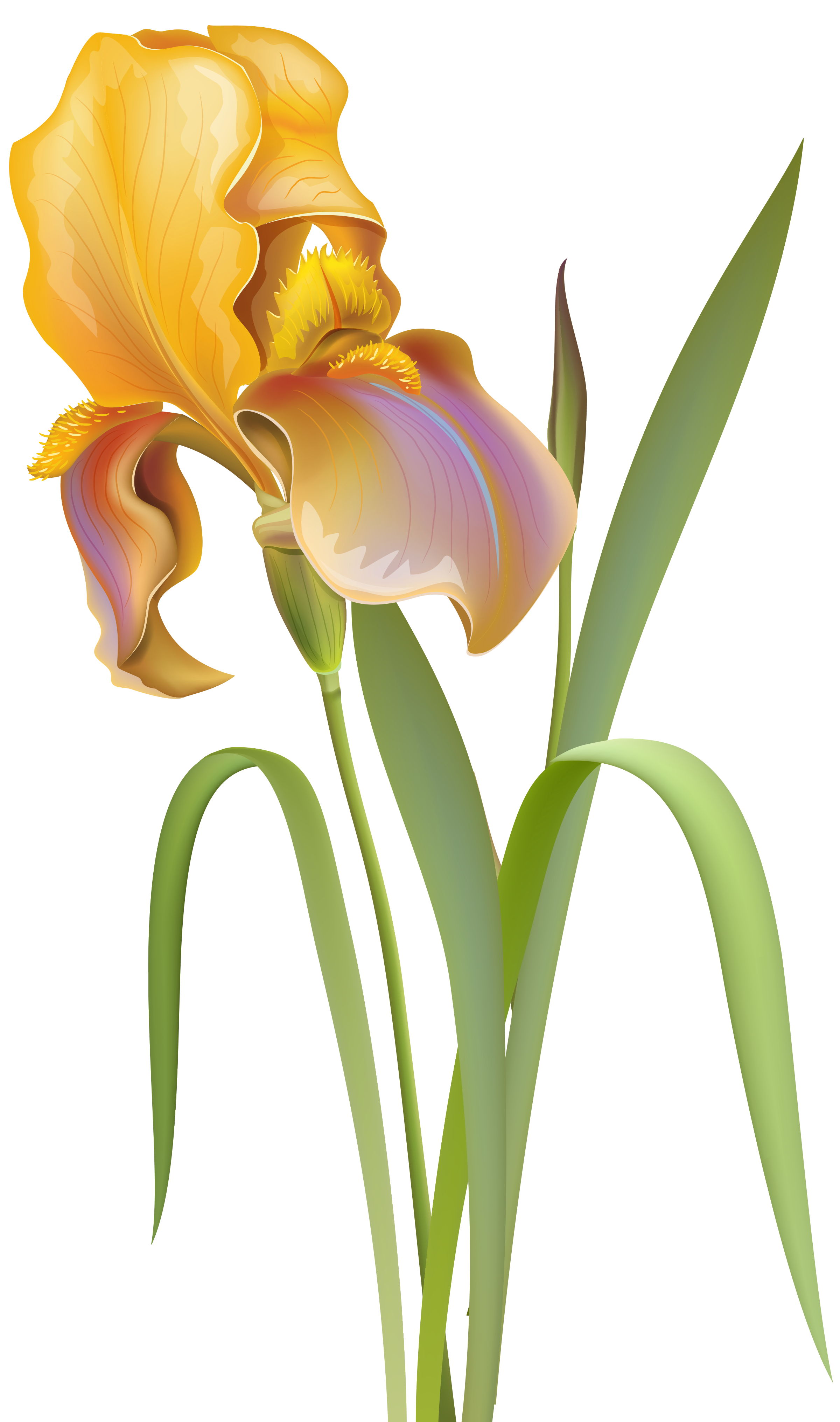 clipart iris flower 10 free Cliparts | Download images on Clipground 2021