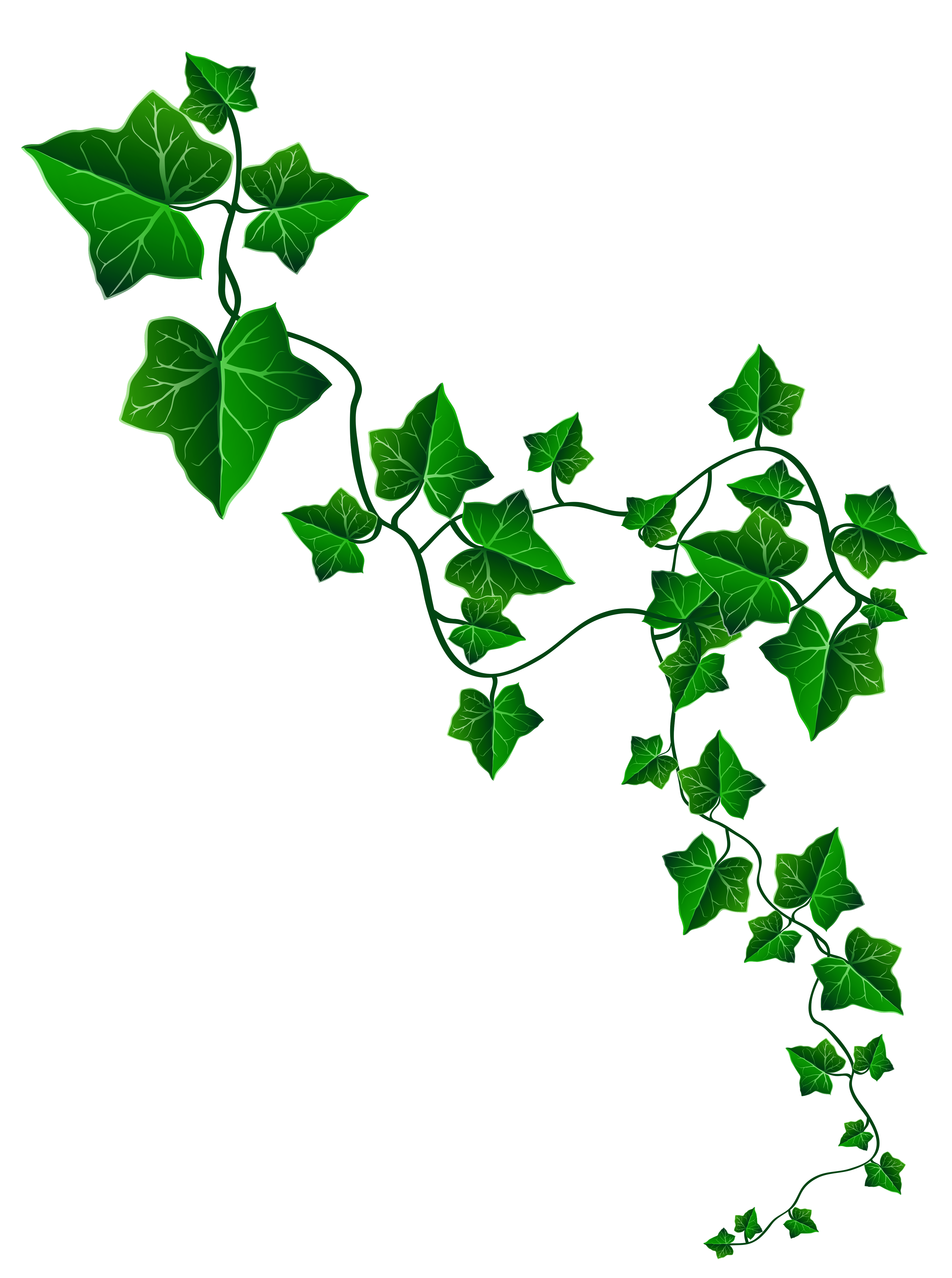 Ivy Vine Clipart 10 Free Cliparts Download Images On Clipground 2021 9966