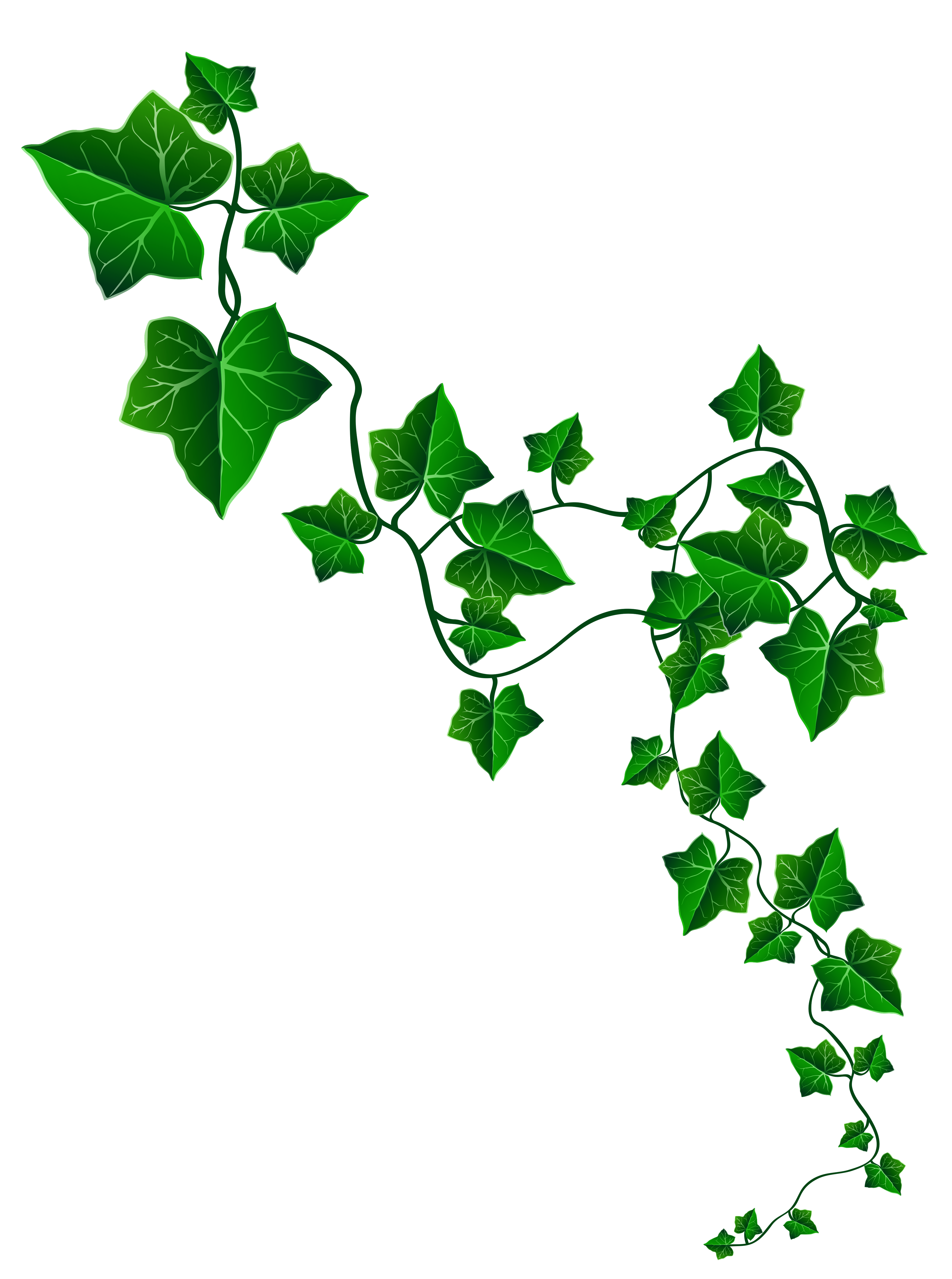 Free Ivy Cliparts, Download Free Clip Art, Free Clip Art on.