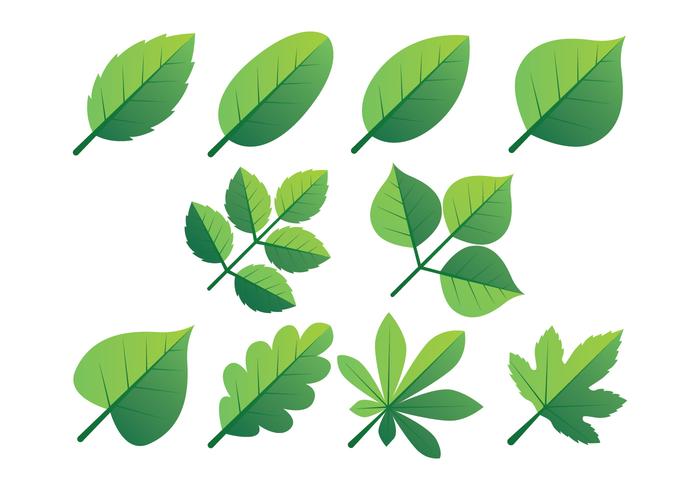 Green Leaves Clipart Set.