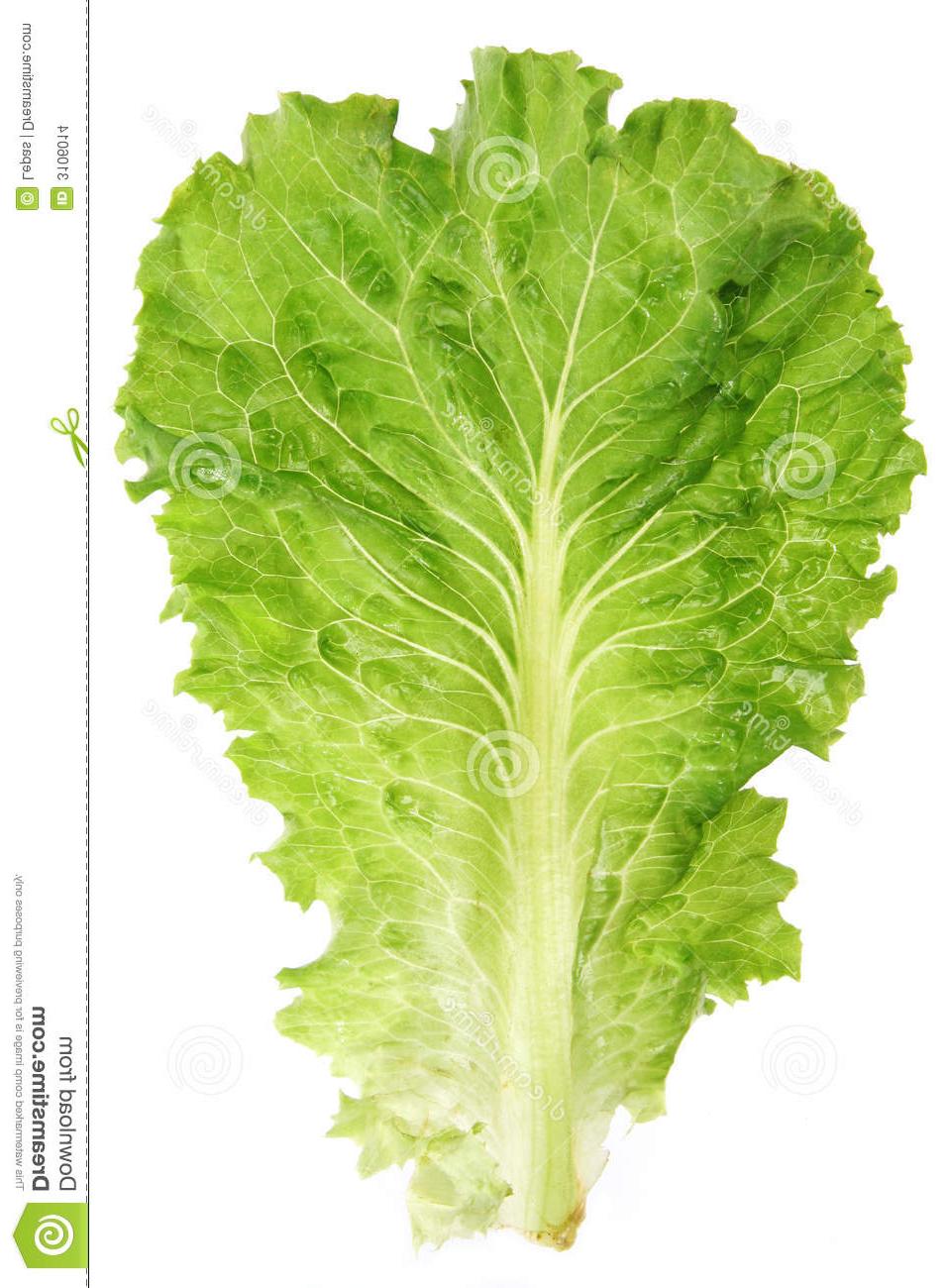 Best HD Lettuce Leaf Clip Art Image » Free Vector Art, Images.
