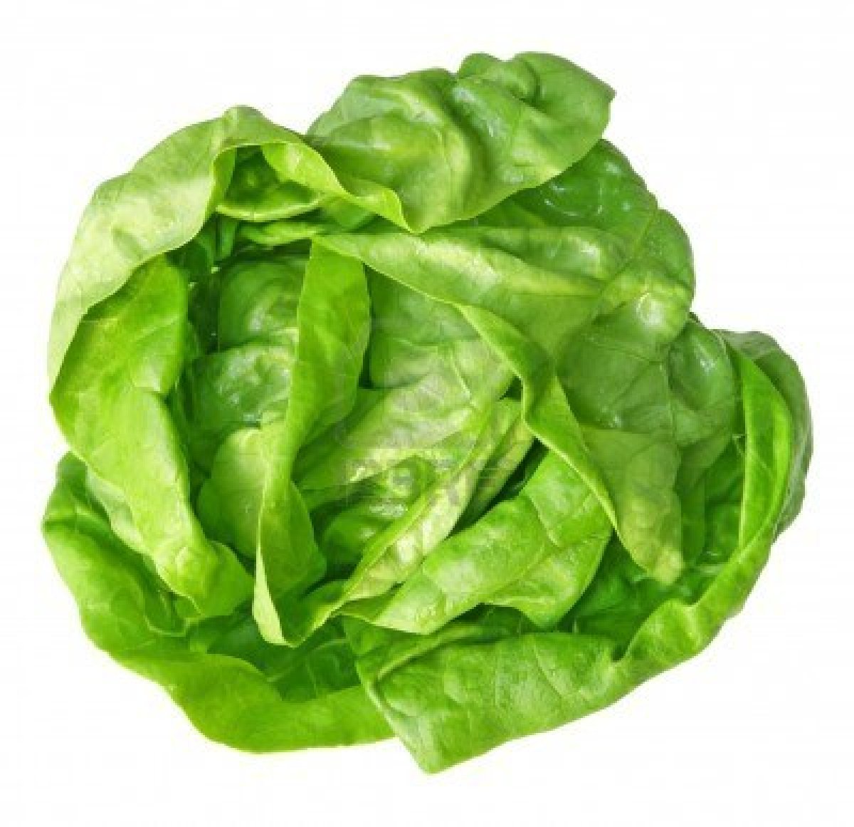 Lettuce free download clip art on clipart library.