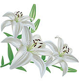 Free Lily Cliparts, Download Free Clip Art, Free Clip Art on.
