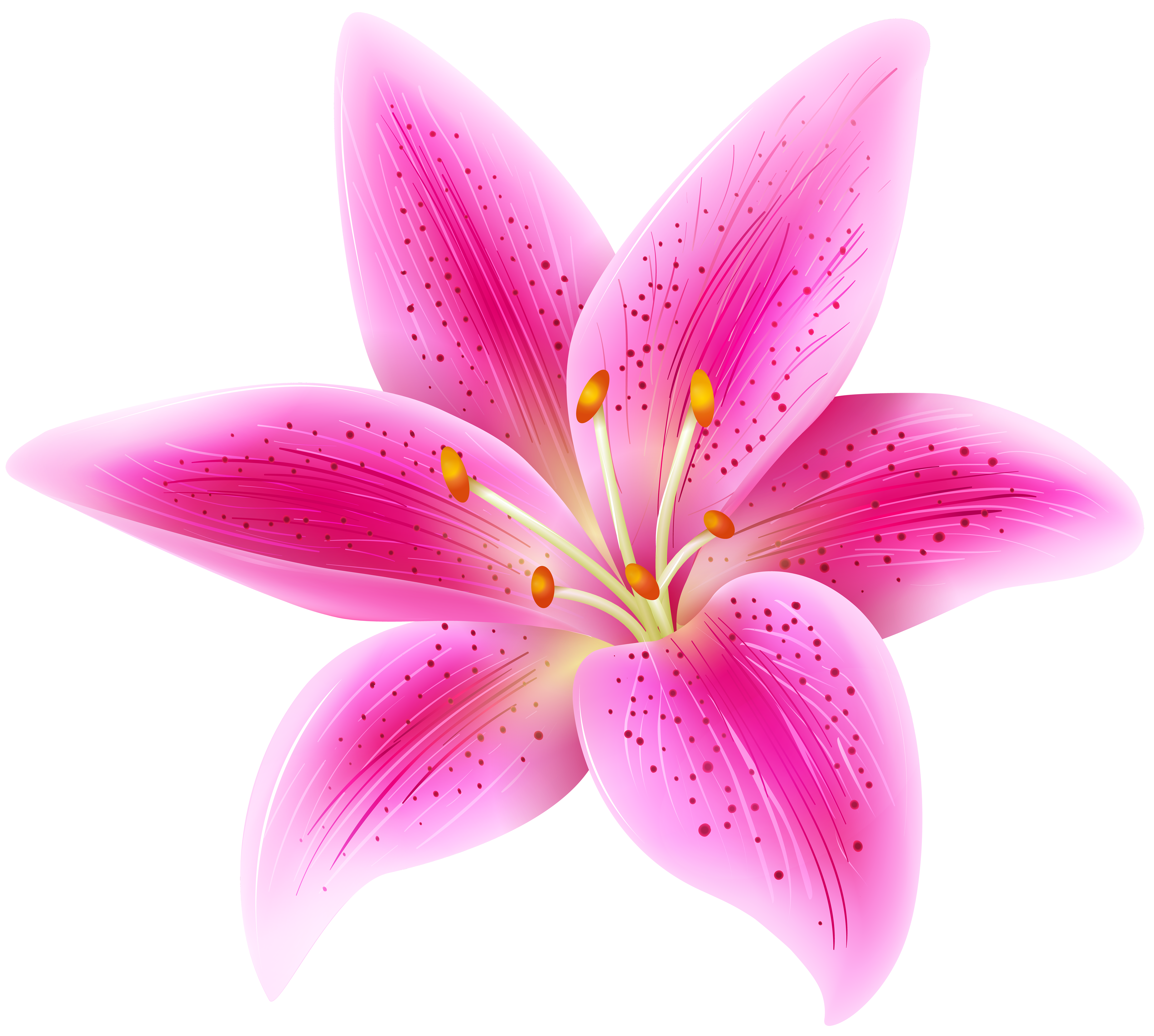Pink Lily Flower Transparent PNG Clip Art Image.
