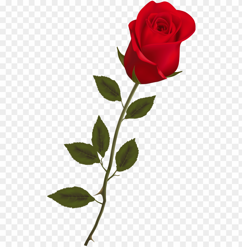 beautiful stem red rose png clipart.