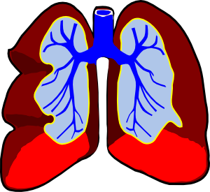 Free Lungs Cliparts, Download Free Clip Art, Free Clip Art.