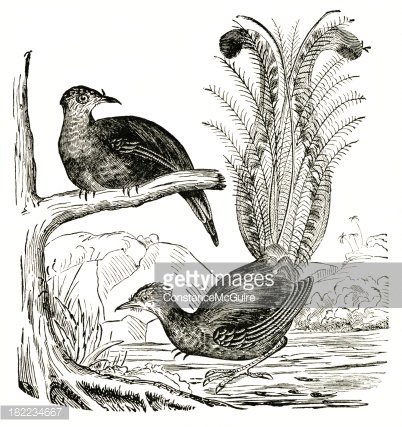 Lyrebird Clipart Image.