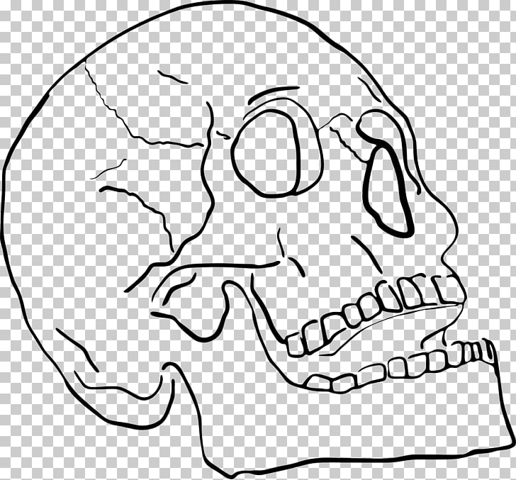 clipart mandible 10 free Cliparts | Download images on Clipground 2024