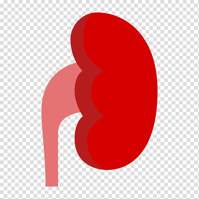 Chronic kidney disease Computer Icons Organ , Kidney Office.