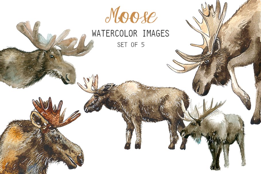 Watercolor Moose Clipart.