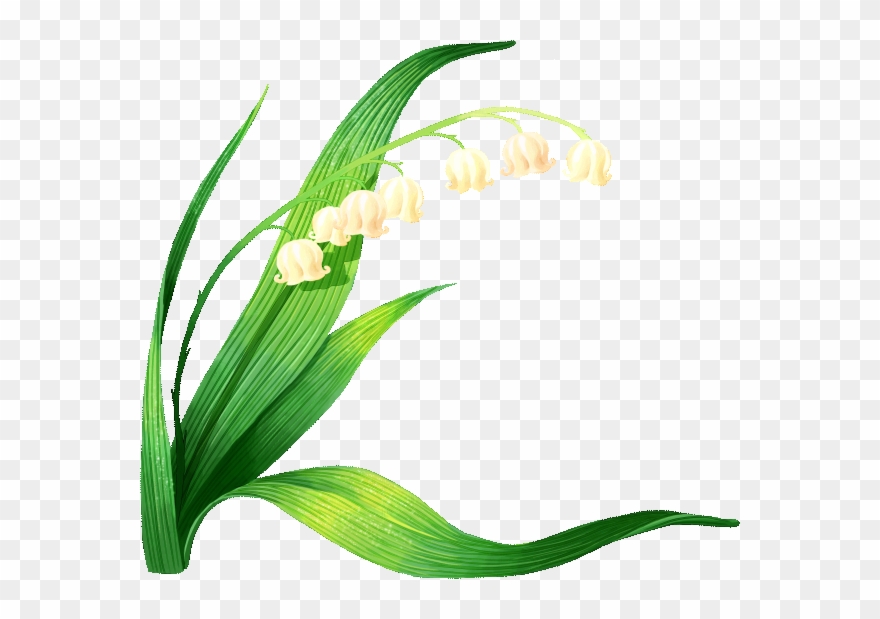 clipart muguet 10 free Cliparts | Download images on Clipground 2021