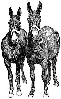 Mule & Hinny.