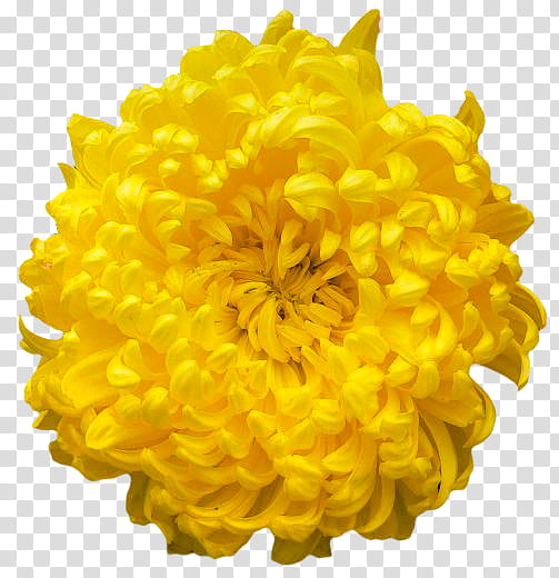 Yellow , yellow mums flower transparent background PNG.