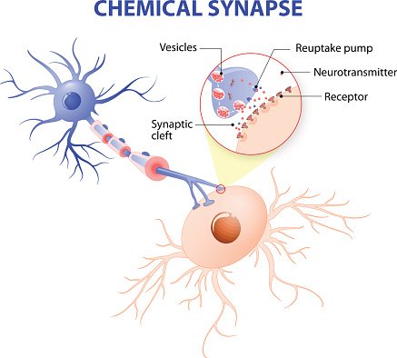 Structure of a typical chemical synapse. neurotransmitter.