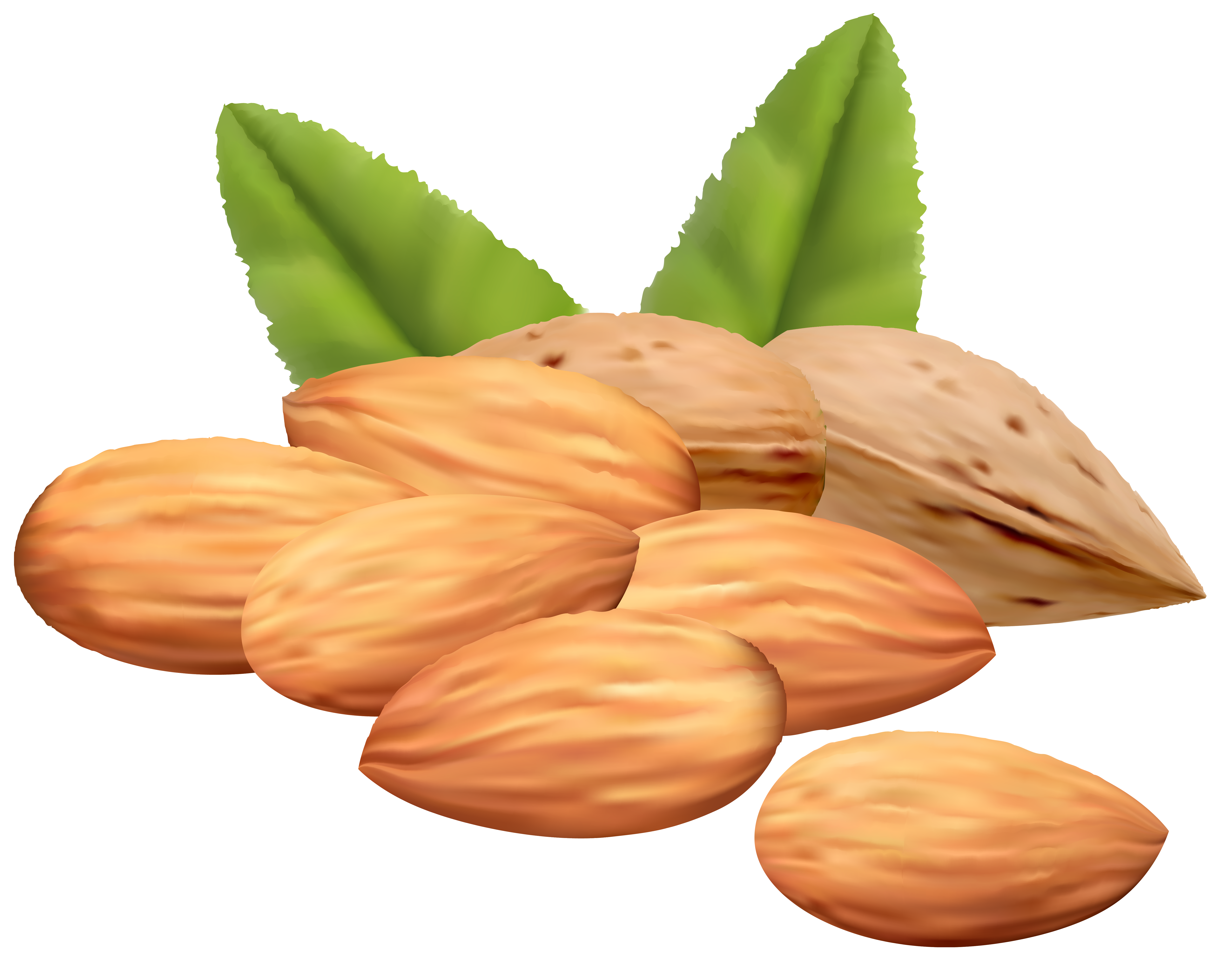 Free Nuts Cliparts, Download Free Clip Art, Free Clip Art on.