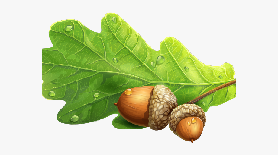Acorn Clipart Oak Leaf.