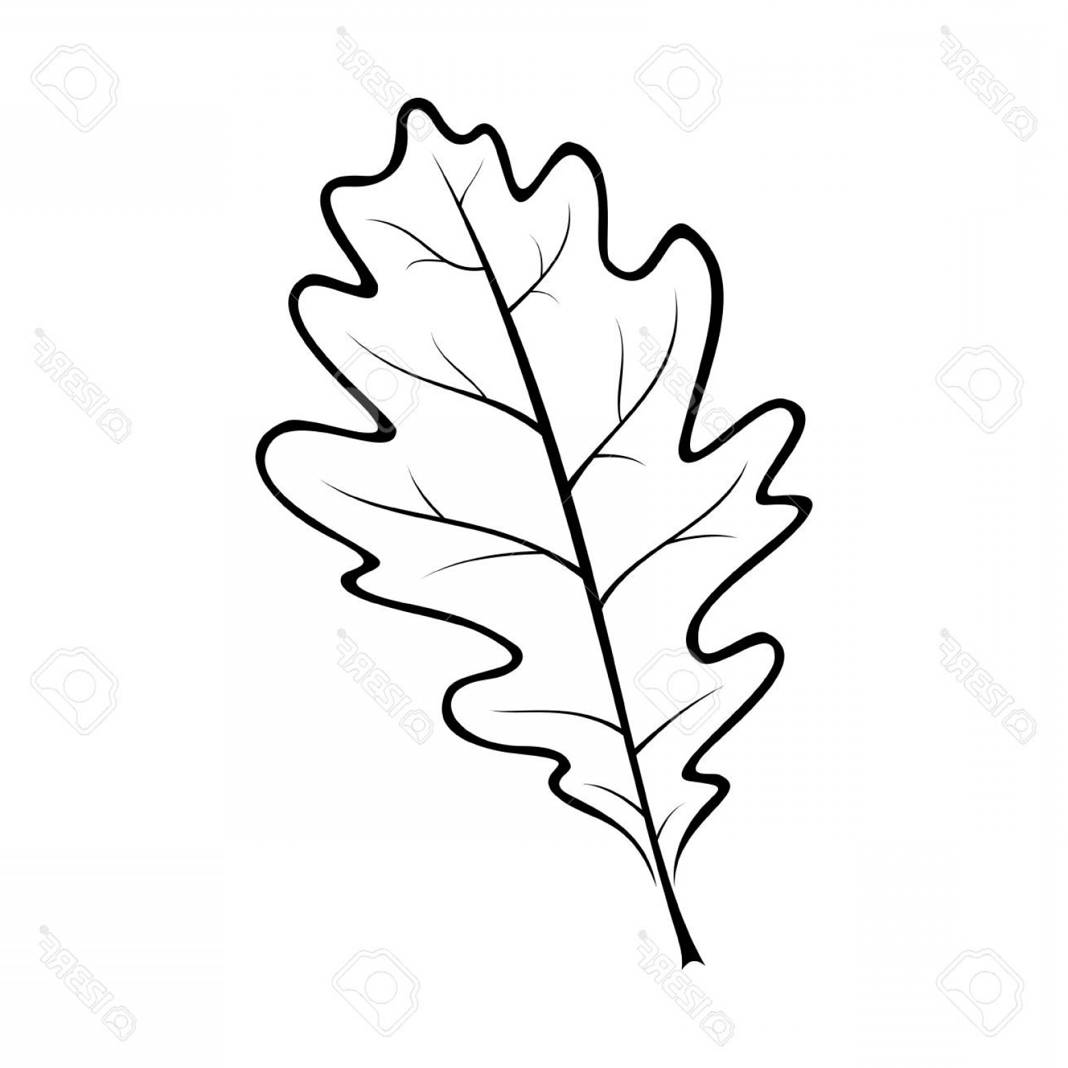 Black And White Vector Oak Leaf Art.