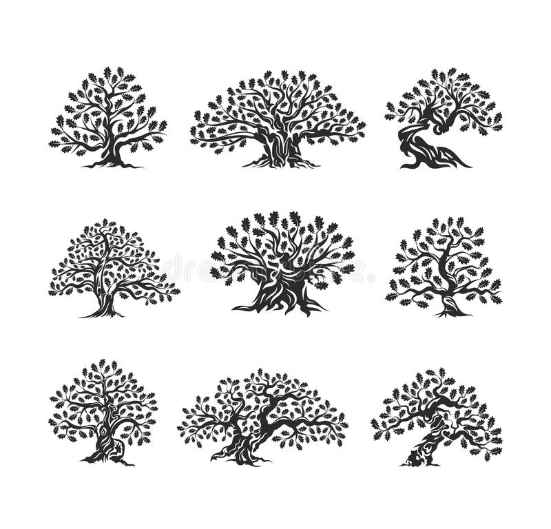 Oak Tree Silhouette Stock Illustrations.