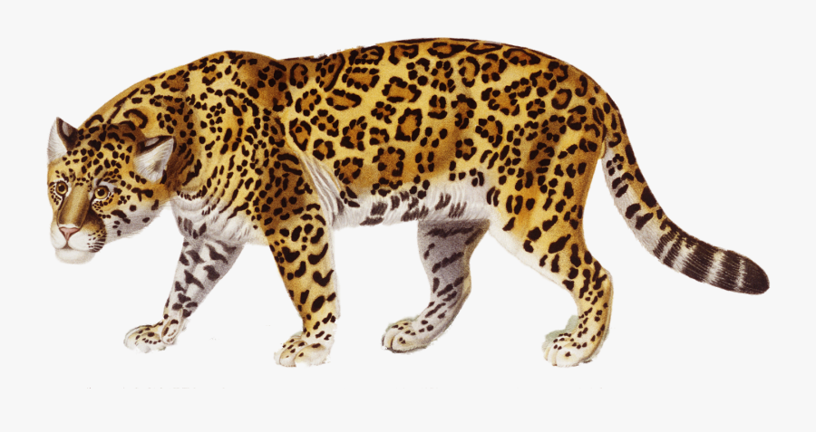 Jaguar Transparent Images Free Download Clip Art.