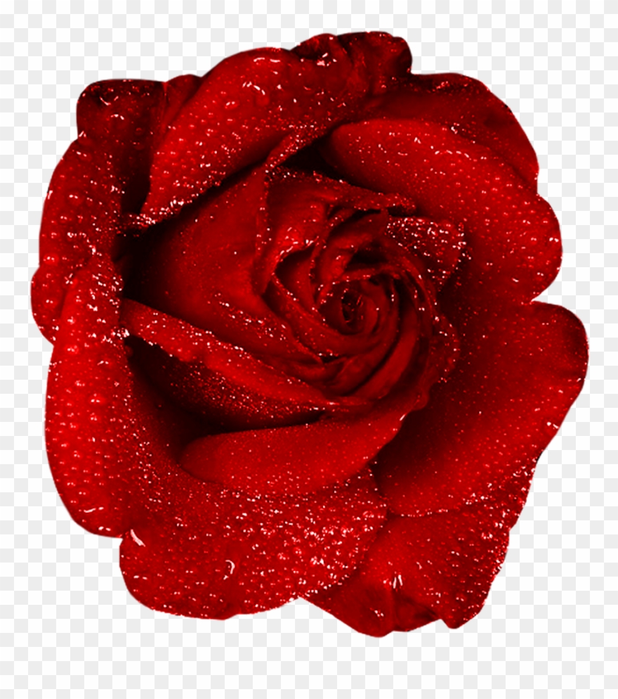 Red Rose With Dew Clipart.