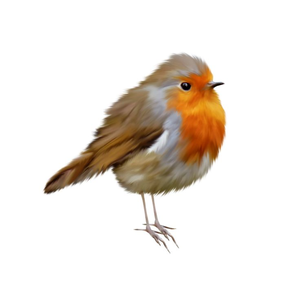 Robin Bird Clipart.