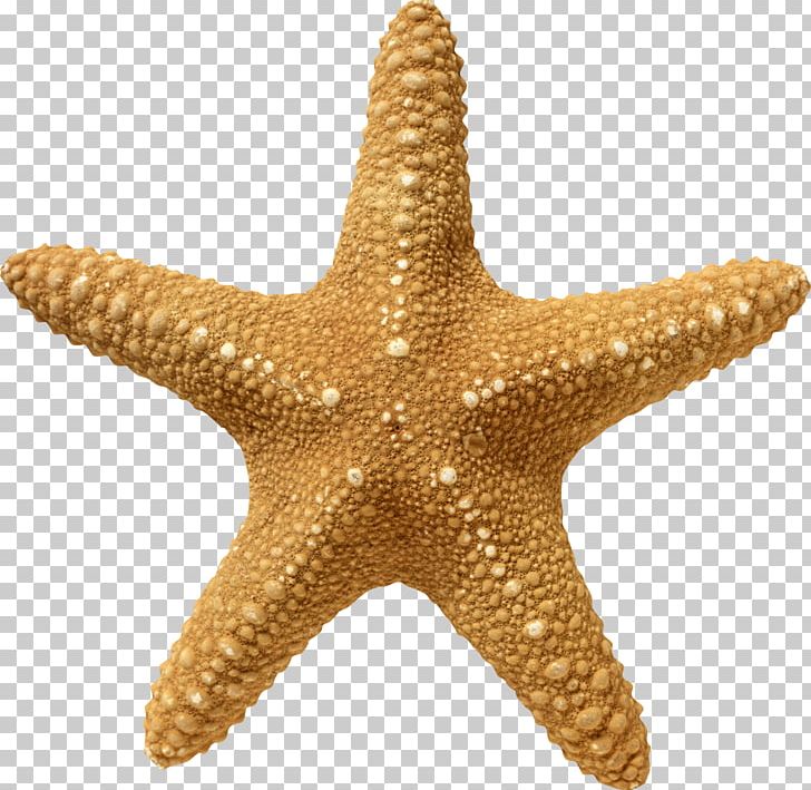 Starfish PNG, Clipart, Starfish Free PNG Download.