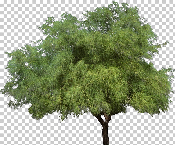 Tree Weeping willow Shrub Woody plant, bushes, green tree.