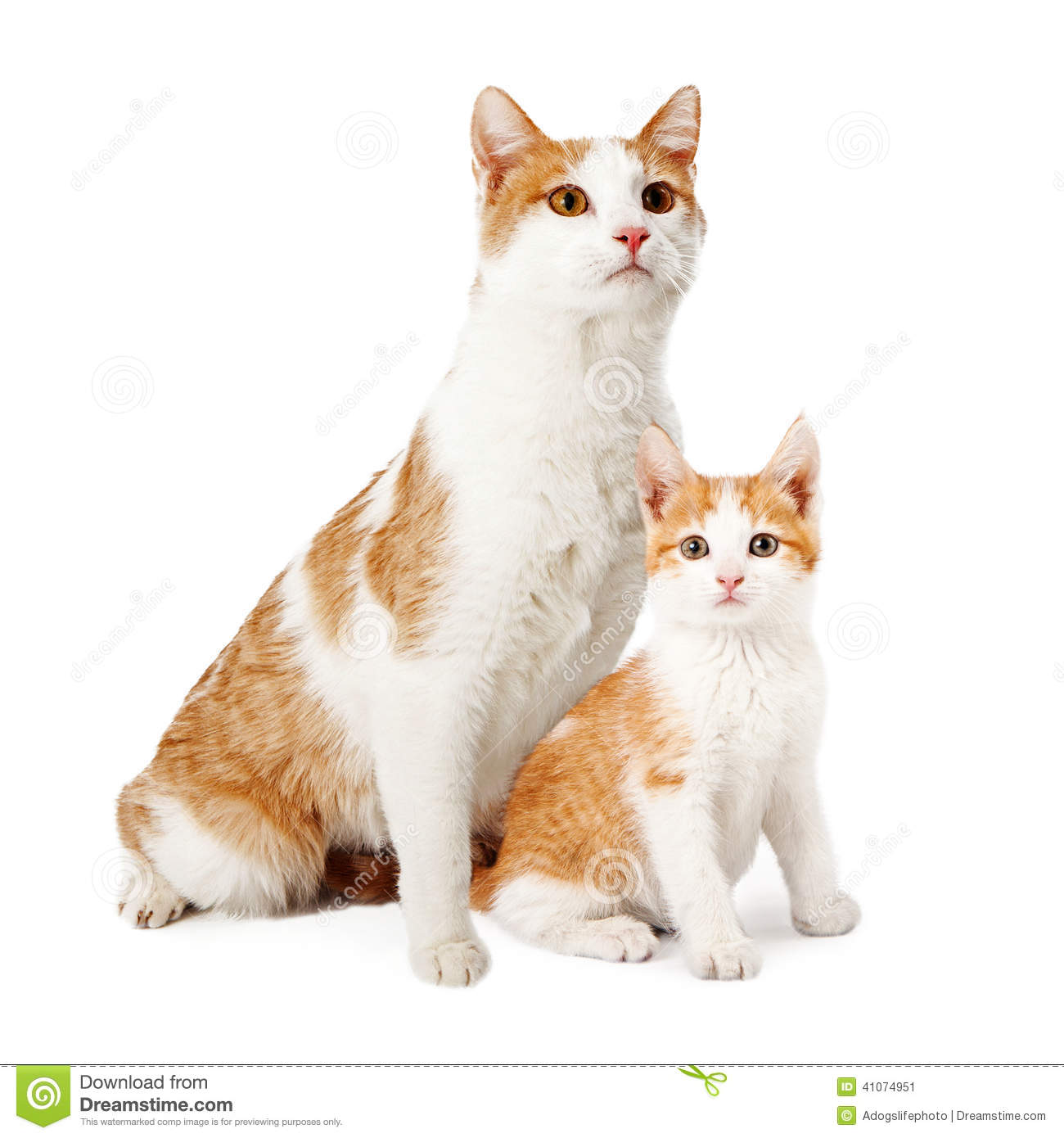 Cat With Kitten Clipart.